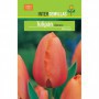 Bulbo Tulipán Darwin Naranja