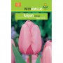 Bulbo Tulipán Darwin Rosa Tierno