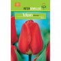 Bulbo Tulipán Darwin Rojo