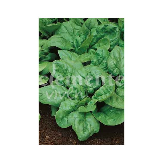 Semillas de Espinaca Viroflay Oscura