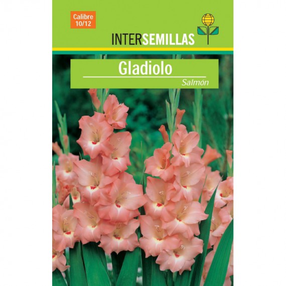Bulbo Gladiolo Salmón