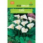 Bulbo Calla Blanca