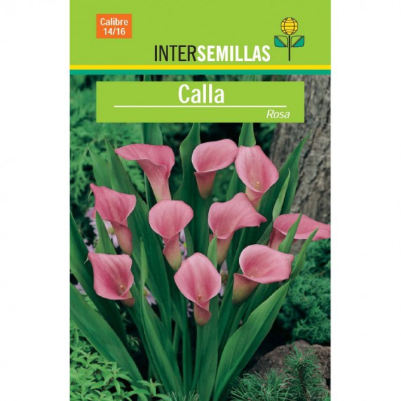 Bulbo Calla Rosa