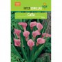 Bulbo Calla Rosa