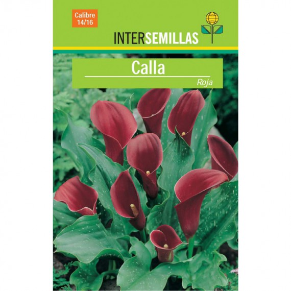 Bulbo Calla Roja