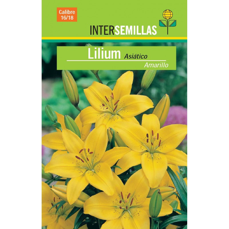 Bulbo Lilium Asiático Amarillo Viveros Laraflor