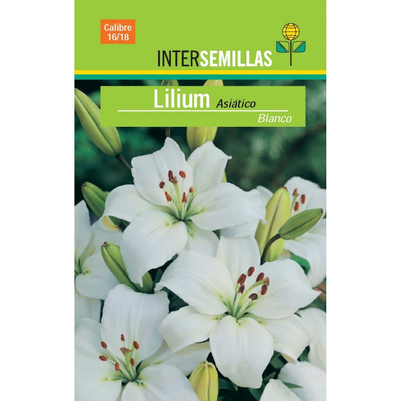 Lilium Asiático Blanco en