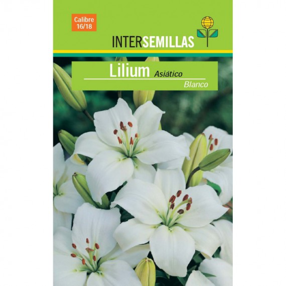 Bulbo Lilium Asiático Blanco en Viveros Laraflor