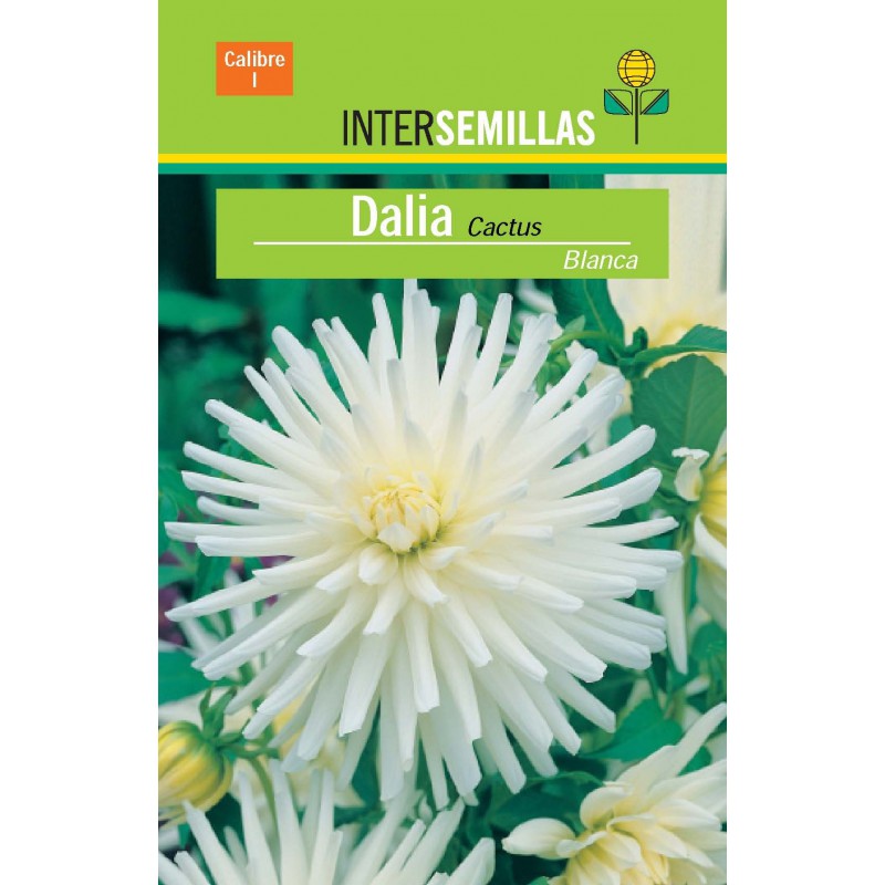 Bulbo Dalia Cactus Blanca por  € en Viveros Laraflor