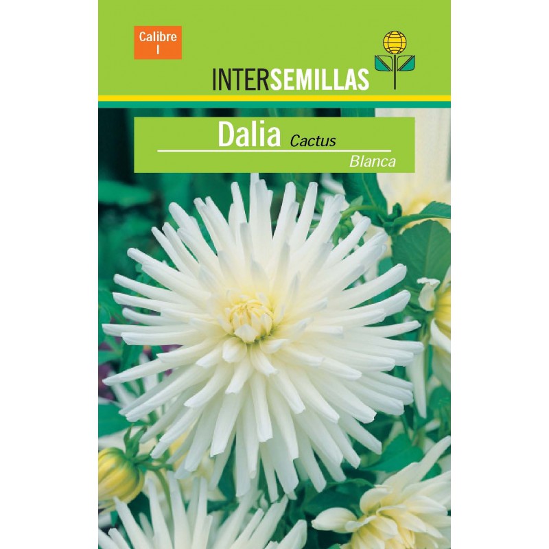 Bulbo Dalia Cactus Blanca por € en Viveros Laraflor Bulbo Dalia Cactus Blanca por € en Viveros Laraflor