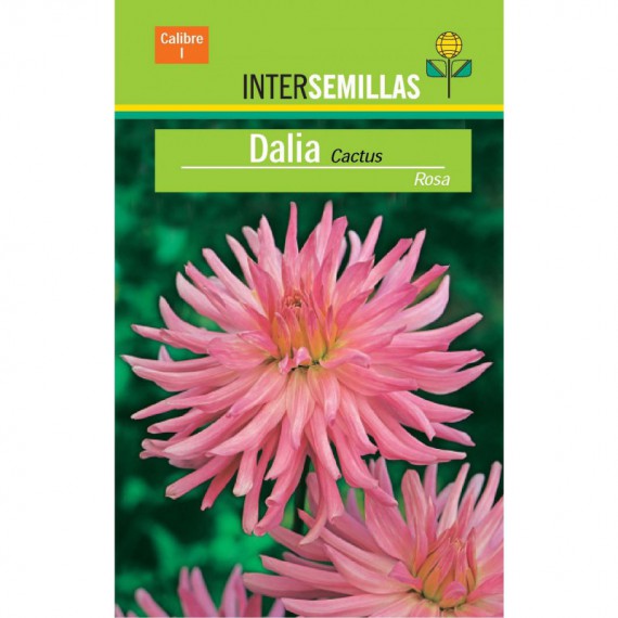 Bulbo Dalia Cactus Rosa por 2.90 € en Viveros Laraflor