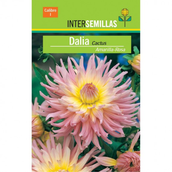 Bulbo Dalia Cactus Amarilla-Rosa