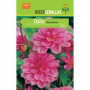 Bulbo Dalia Decorativa Rosa