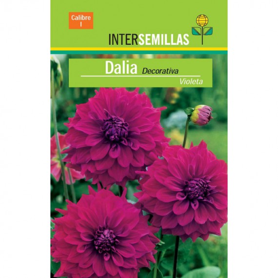 Bulbo Dalia Decorativa Violeta por 1,85 € en Viveros Laraflor