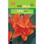 Bulbo Canna Marrón Flor Naranja