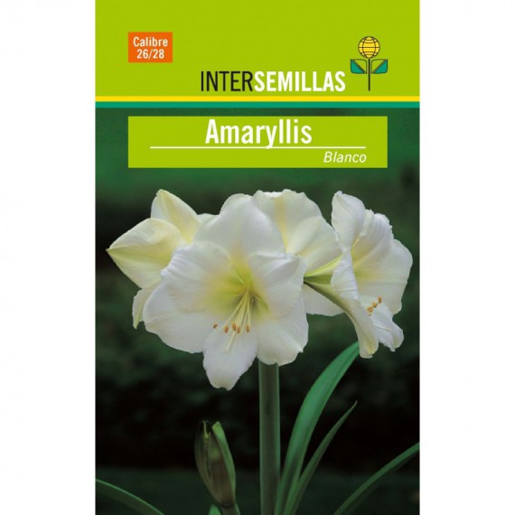Bulbo Amaryllis Blanco