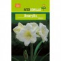 Bulbo Amaryllis Blanco