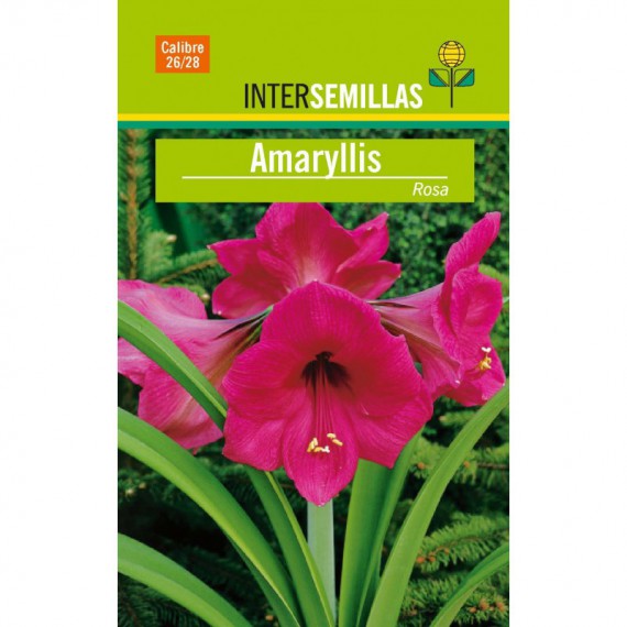 Bulbo Amaryllis Rosa