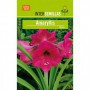 Bulbo Amaryllis Rosa