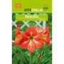 Bulbo Amaryllis Naranja