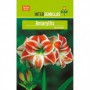 Bulbo Amaryllis Jaspeado