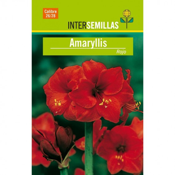 Bulbo Amaryllis Rojo
