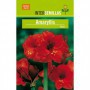 Bulbo Amaryllis Rojo