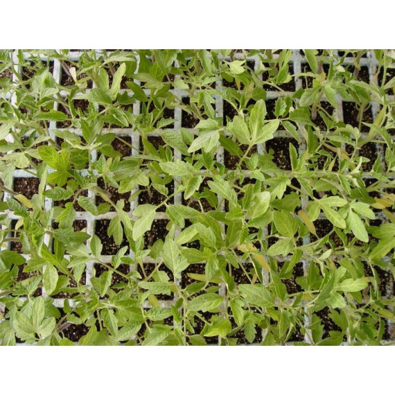 Tomate Rosa de Barbastro