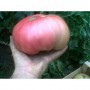 Tomate Rosa de Barbastro