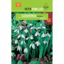 Bulbo Galanthus Nivalis Blanco