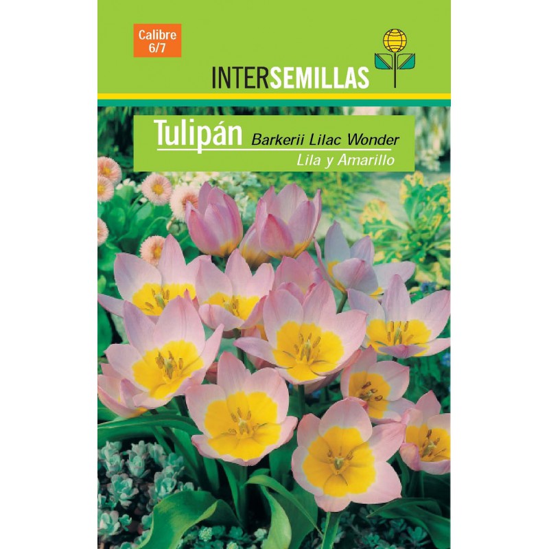 Bulbo Tulipán Barkerii Lilac Wonder en Viveros Laraflor