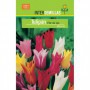 Bulbo Tulipán Flor de Lys Mezcla