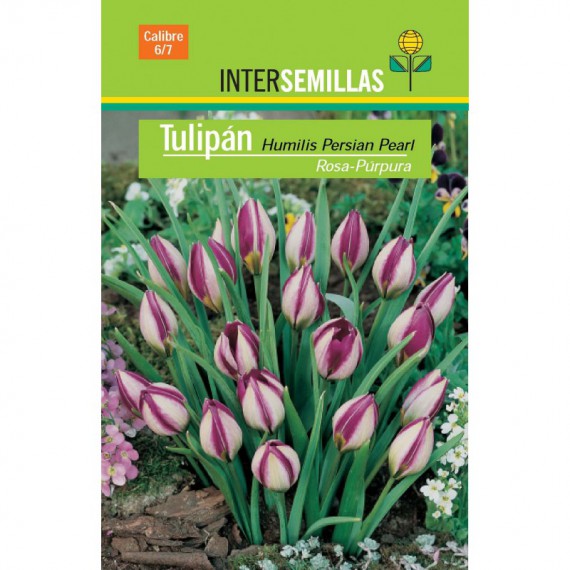 Bulbo Tulipán Humilis Persian Pearl
