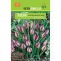 Bulbo Tulipán Humilis Persian Pearl