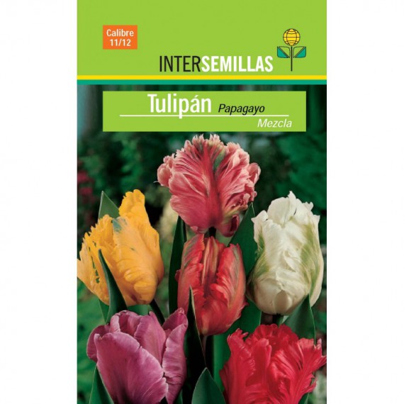 Bulbo Tulipán Papagayo Mezcla
