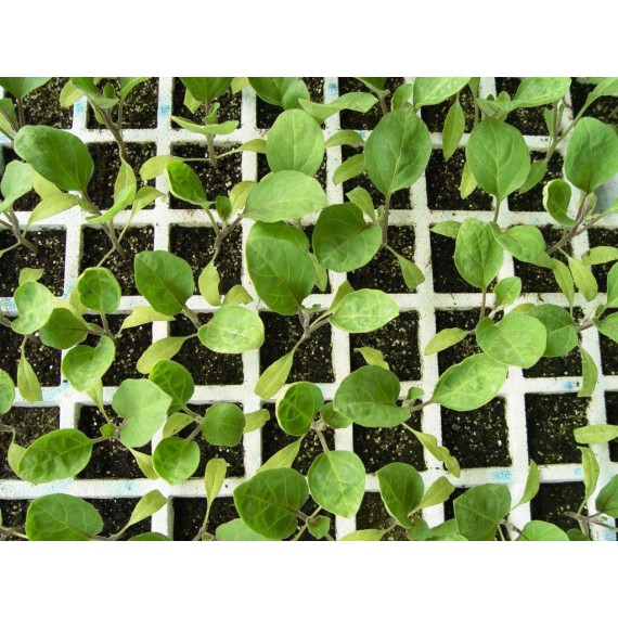 Berenjena Larga Morada