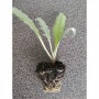 Alcachofa