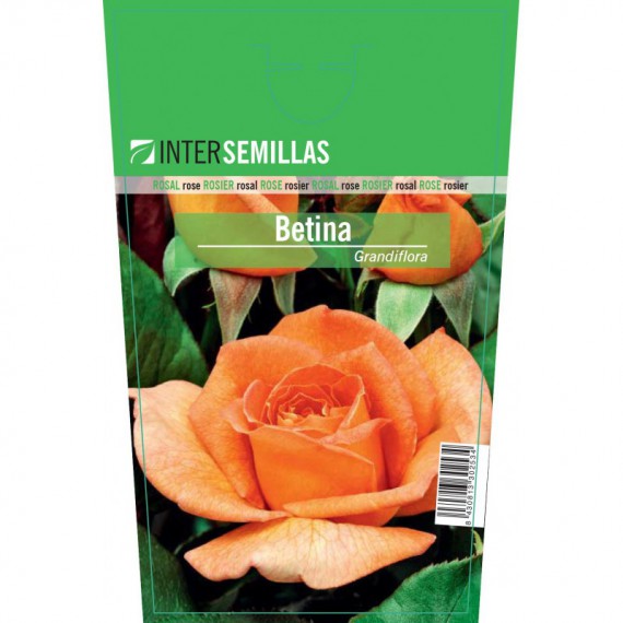 Rosal Betina Grandiflora