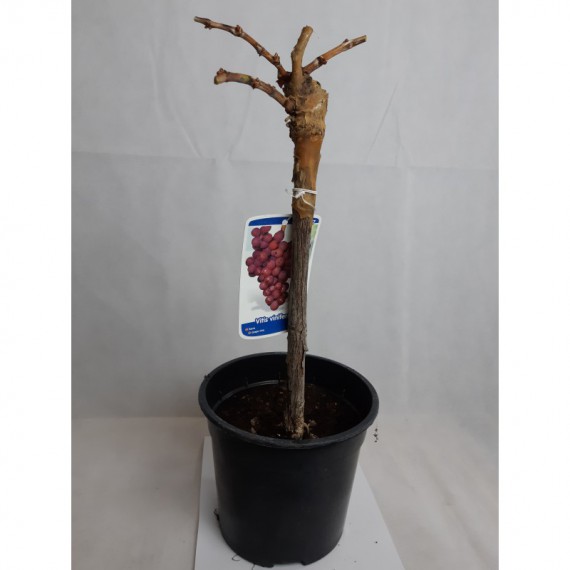Parra de Uva roja Crimson "Sin pepitas" en maceta