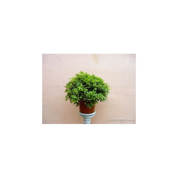 Pittosporum tobira nana o Azahar de la China 5L.