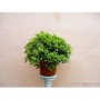 Pittosporum tobira nana o Azahar de la China 5L.