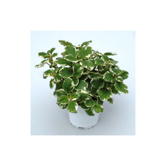 Planta del incienso M-15 (plectranthus)
