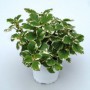 Planta del incienso M-15 (plectranthus)