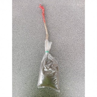 Parra de Uva R.D. Sultanina blanca