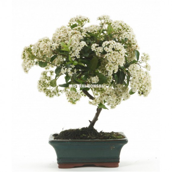 Bonsái ESPINO DE FUEGO 9 años Pyracantha sp.