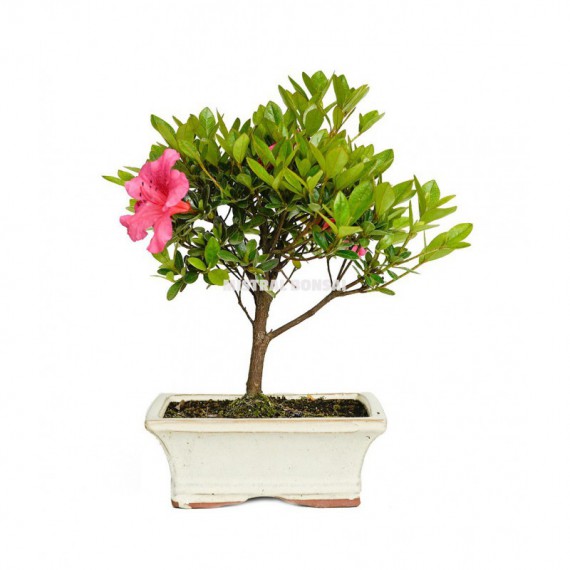 Bonsái AZALEA 6 años Rhododendron indicum por 29,90€ en 