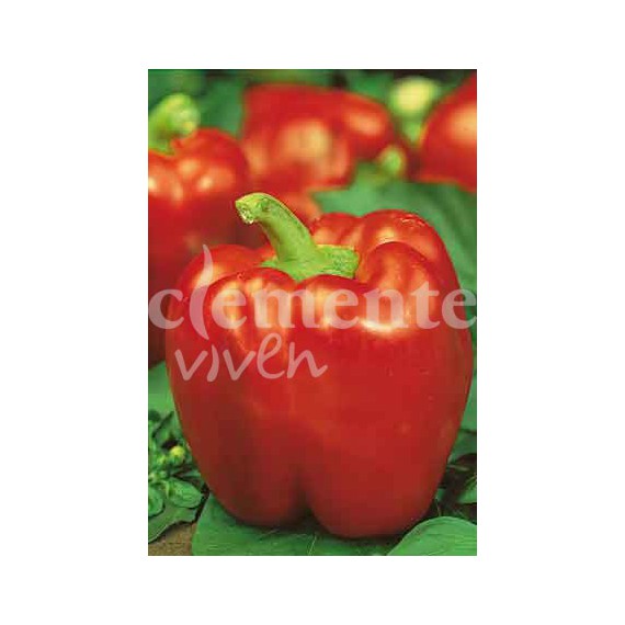 Semillas de Pimiento Morrón de Conserva 4