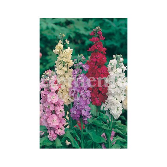 Semillas de Alhelí Variado