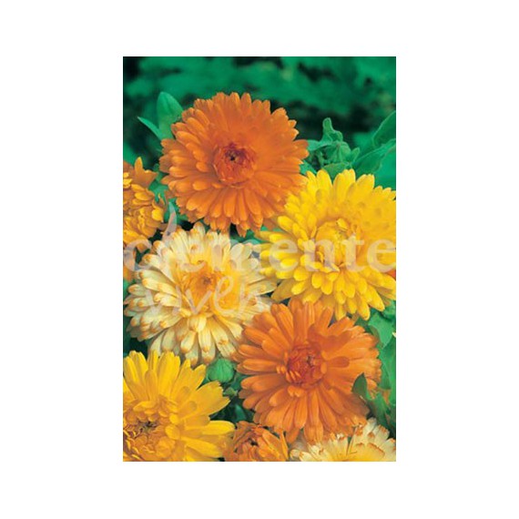 Semillas de Caléndula Variada