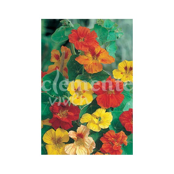 Semillas de Capuchina Variada